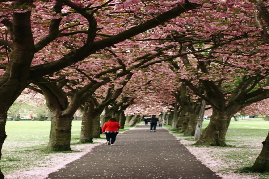 Cherry Blossoms Edinburgh