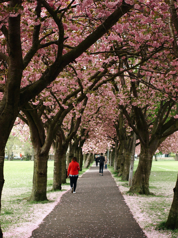 Cherry Blossom Season in Edinburgh!