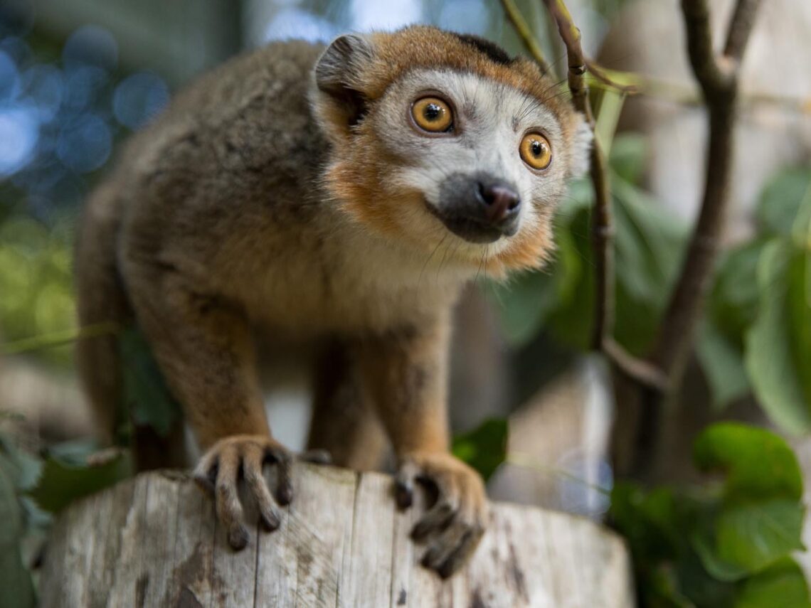 Edinburgh Zoo